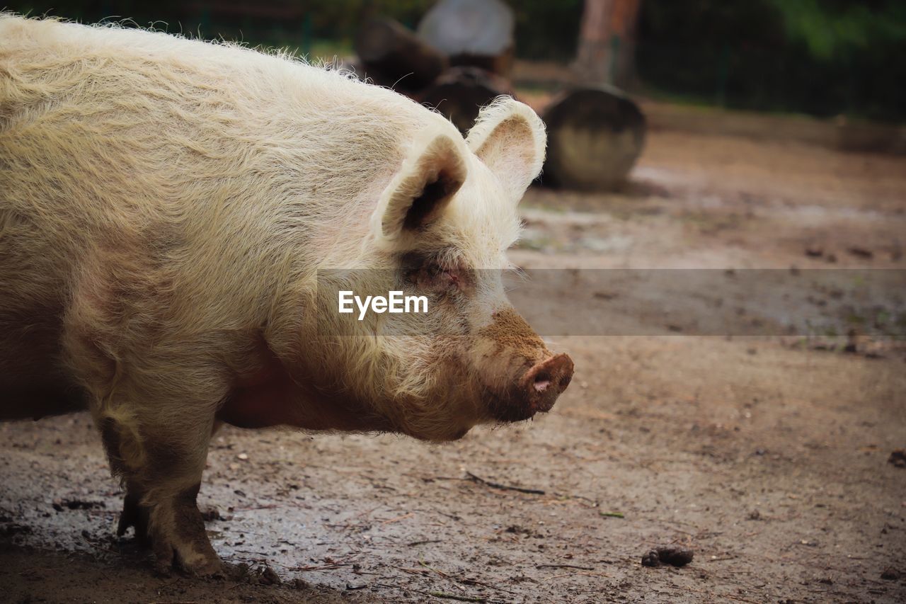 Close-up of a pig on field