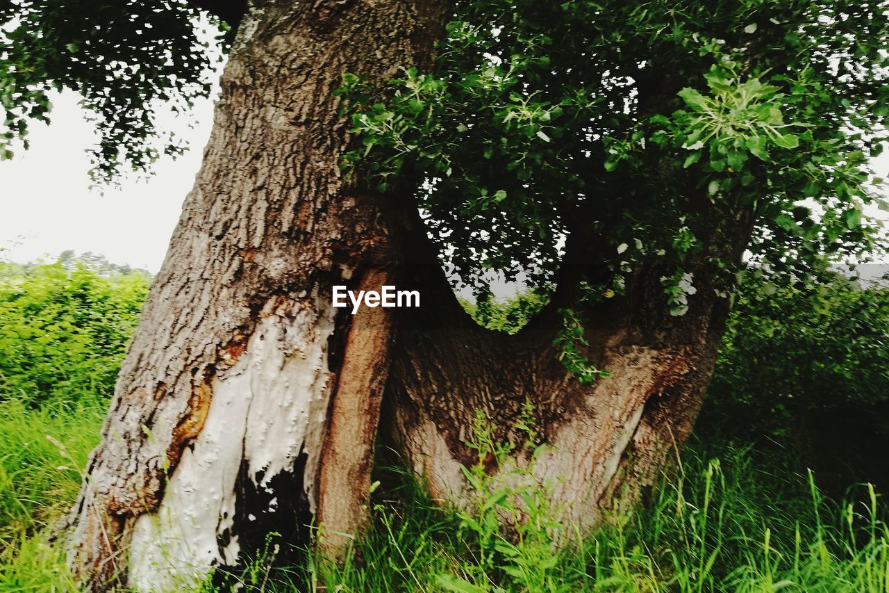 CLOSE-UP OF TREE IN FOREST