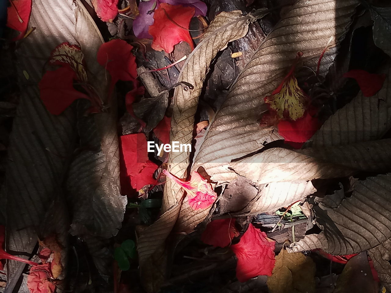 CLOSE-UP OF DRY LEAVES AT MARKET