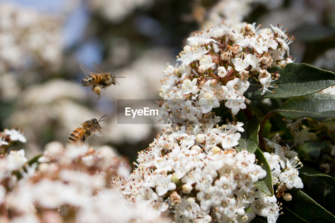 Close-up of bee pollinating on flower