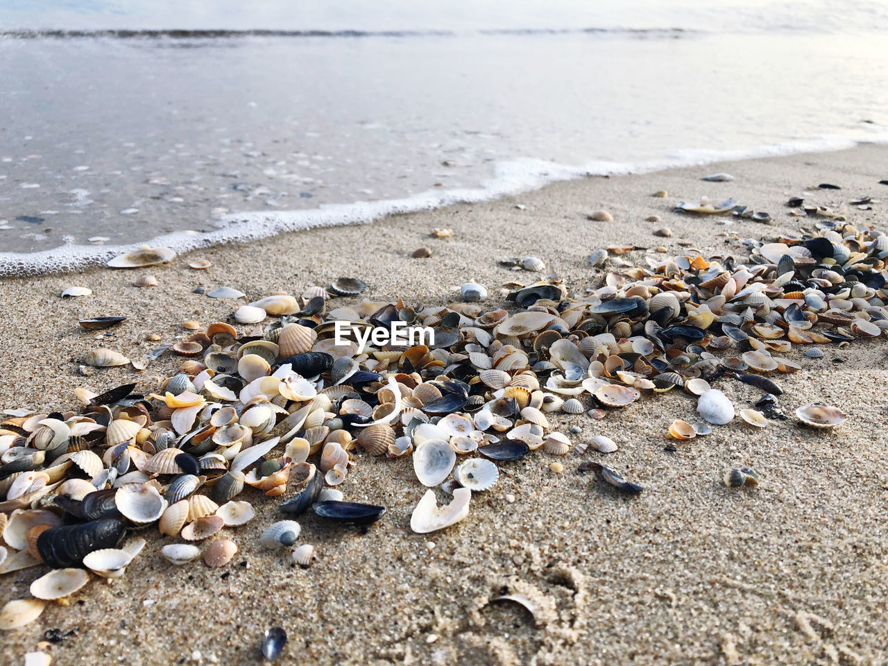 Surface level of shells on shore