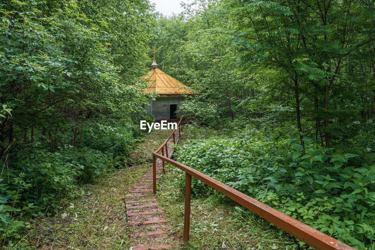 View of trees and plants in forest