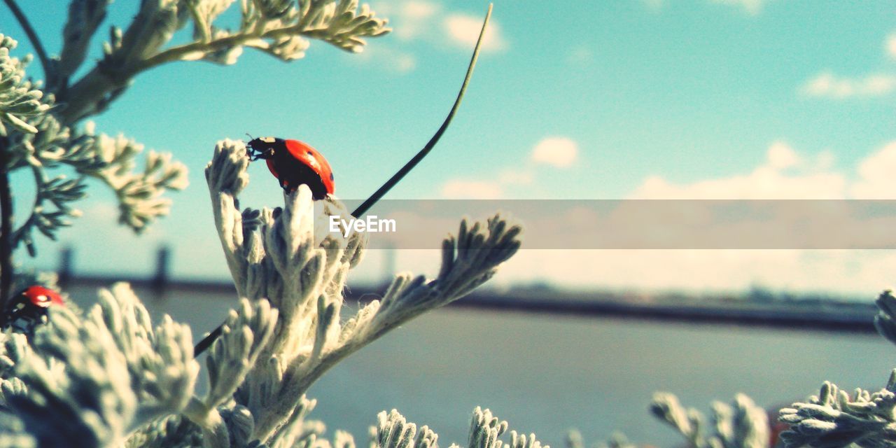 CLOSE-UP OF BIRD AGAINST PLANTS