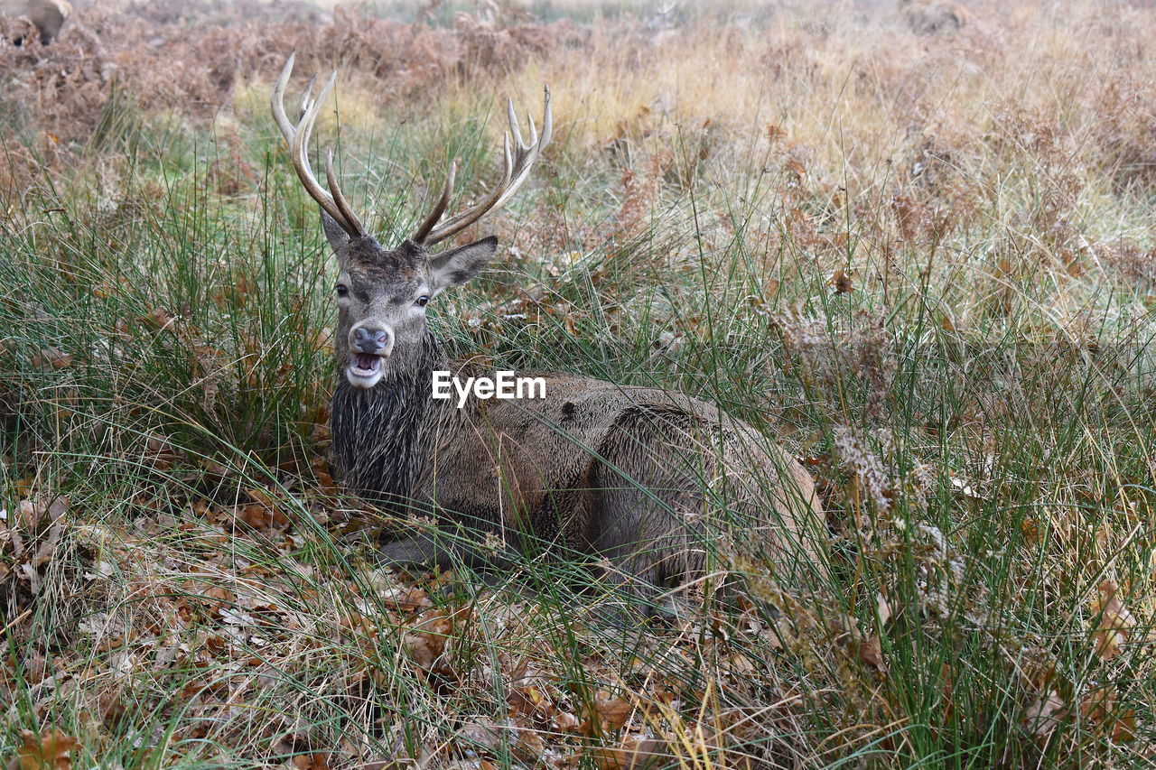 VIEW OF DEER IN FIELD