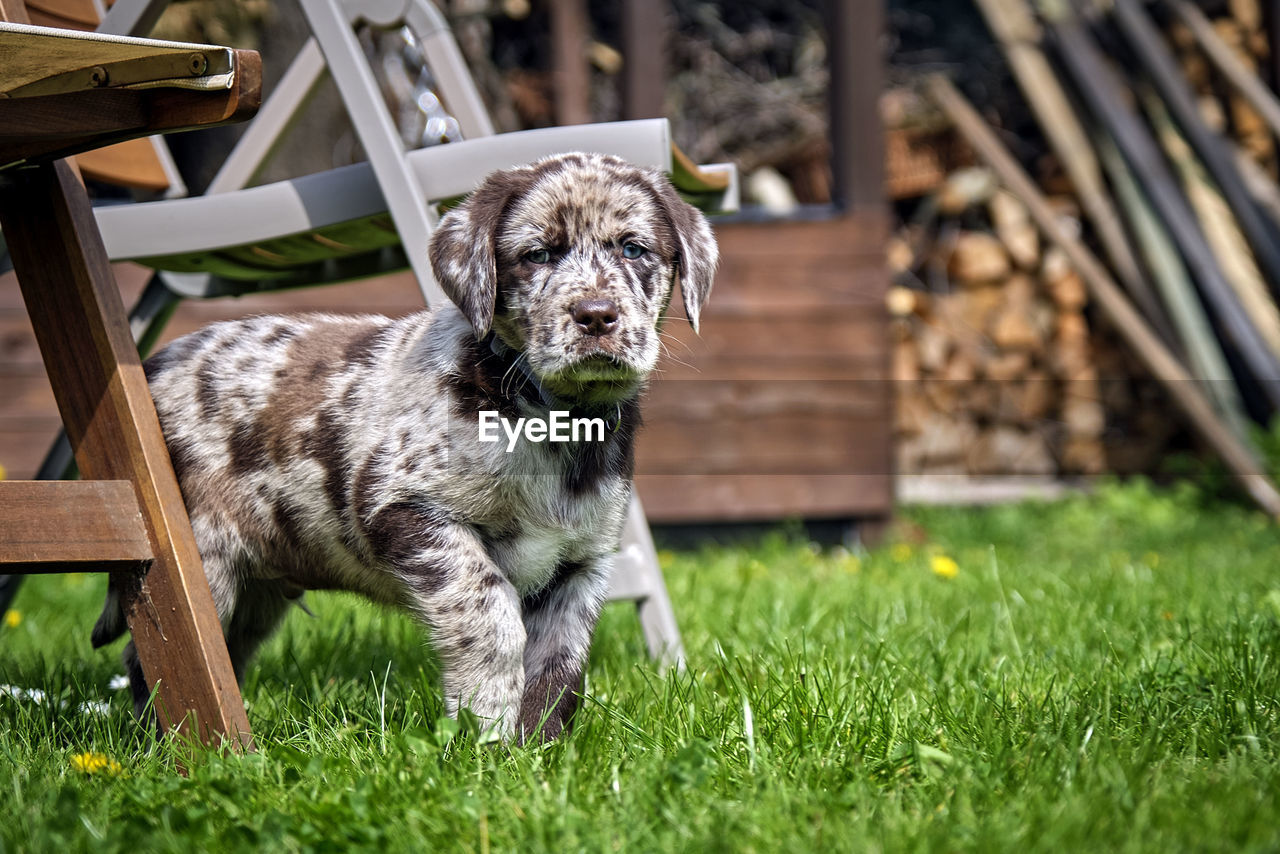 DOG LOOKING AWAY ON GRASS