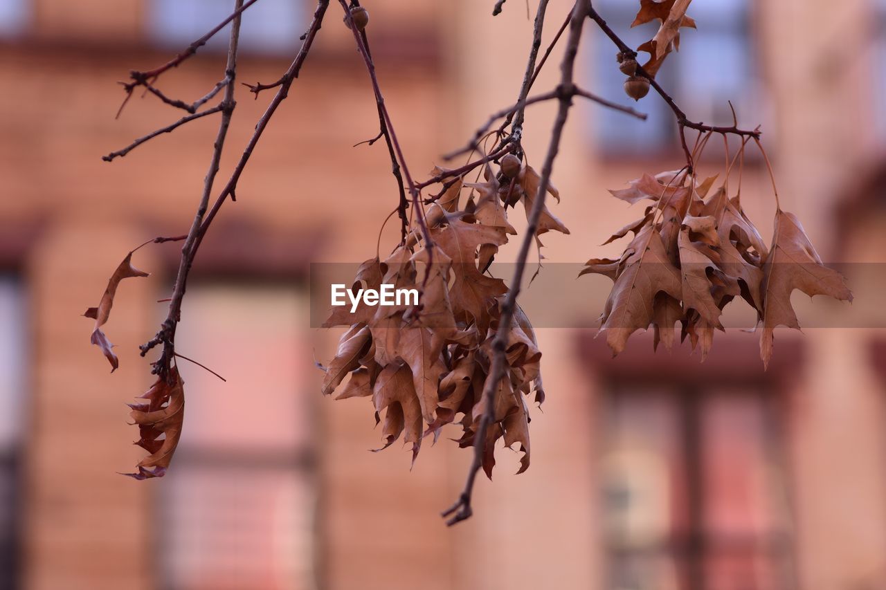 CLOSE-UP OF DRY LEAVES