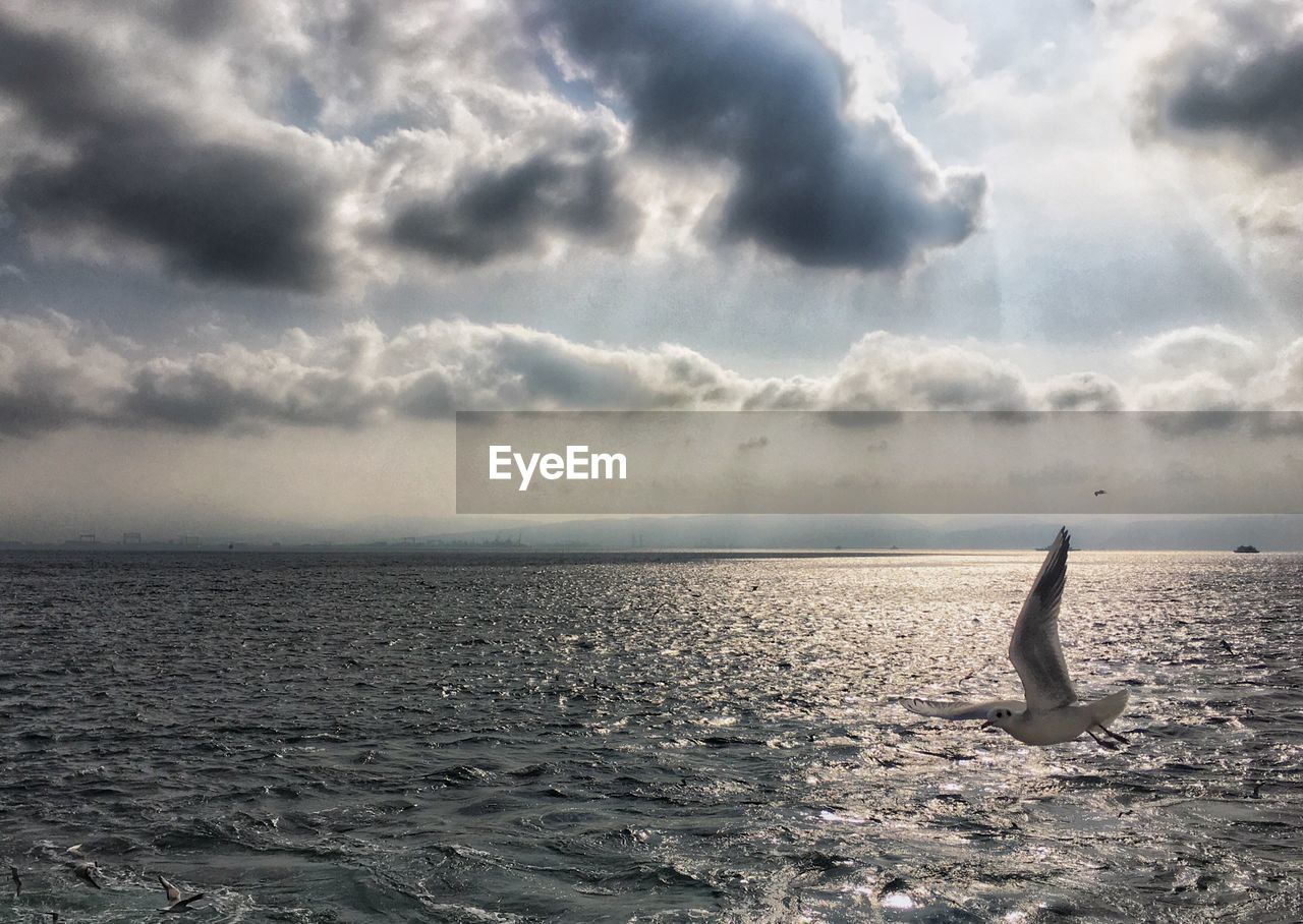 VIEW OF FISH SWIMMING IN SEA AGAINST SKY