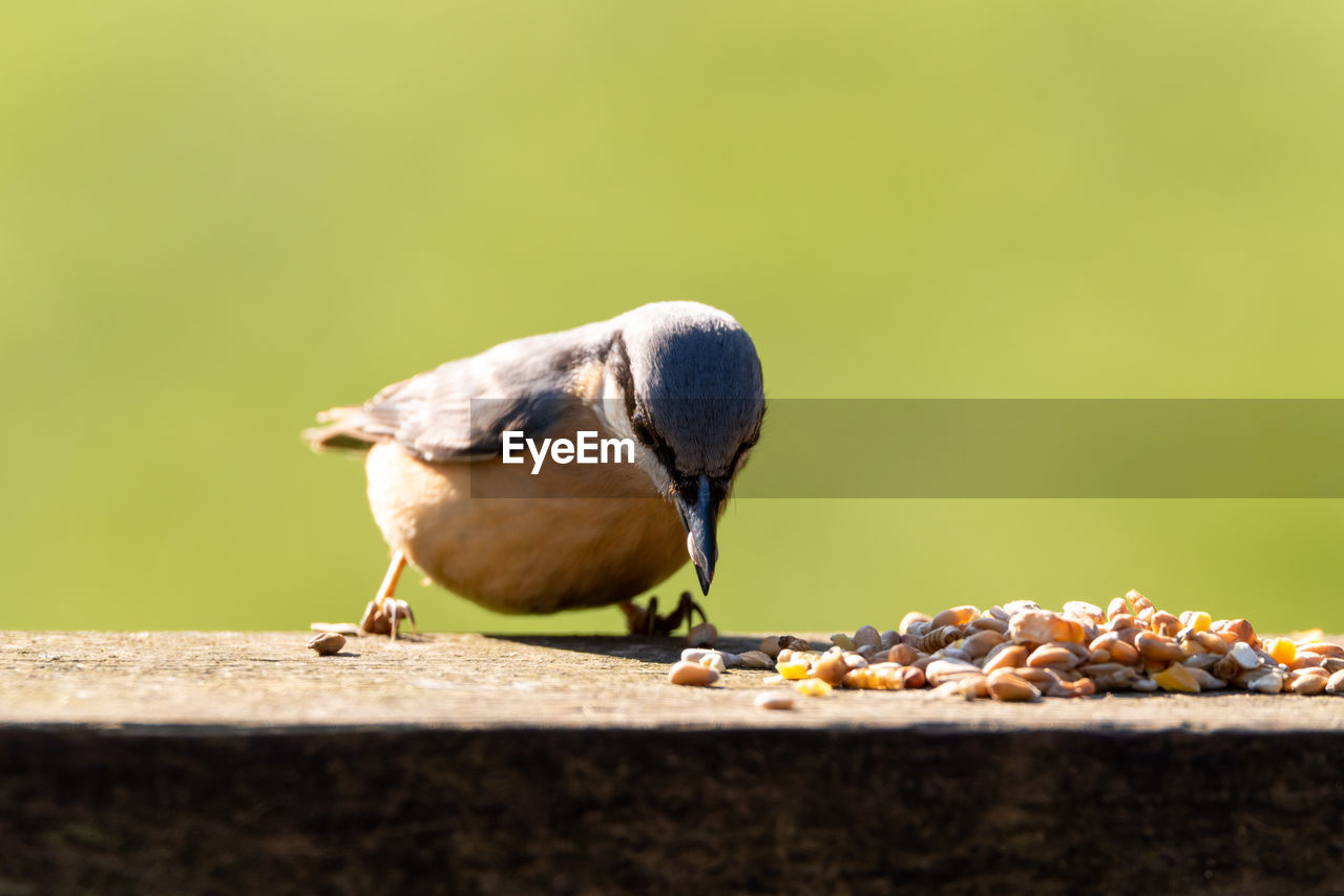 CLOSE-UP OF BIRD PERCHING ON A DOG