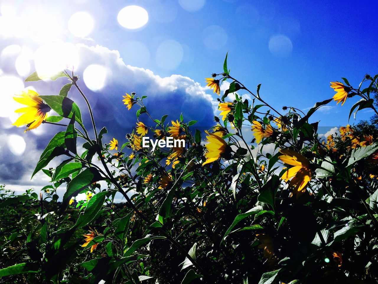 Low angle view of flowering plants against sky