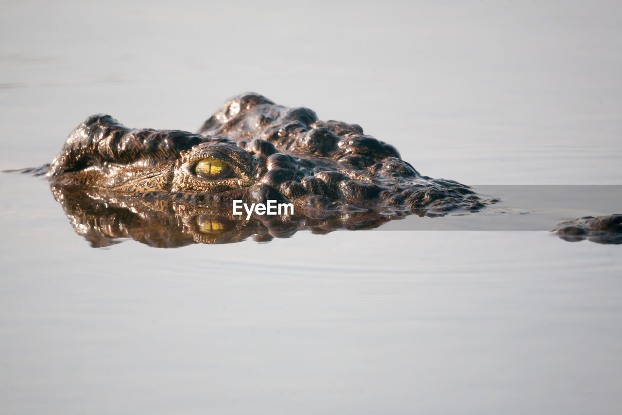 Crocodile in lake