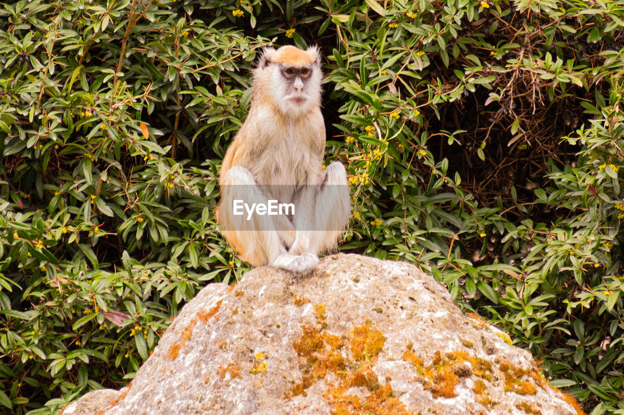 Portrait of monkey sitting on rock