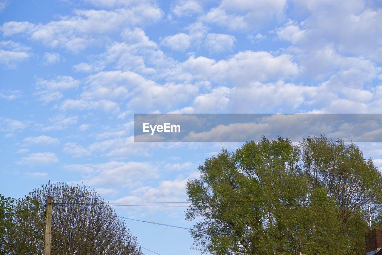 LOW ANGLE VIEW OF WHITE TREES AGAINST CLOUDY SKY