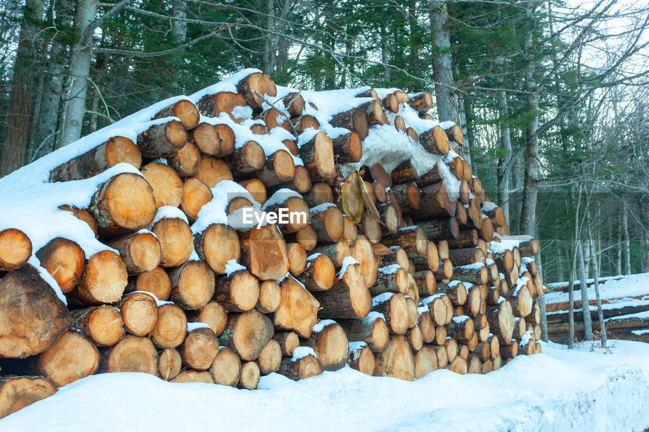 tree, log, firewood, forest, timber, lumber industry, logging, wood, deforestation, large group of objects, snow, nature, abundance, winter, woodpile, environmental issues, cold temperature, plant, power generation, heap, land, no people, fossil fuel, day, outdoors, woodland, environmental damage, environment