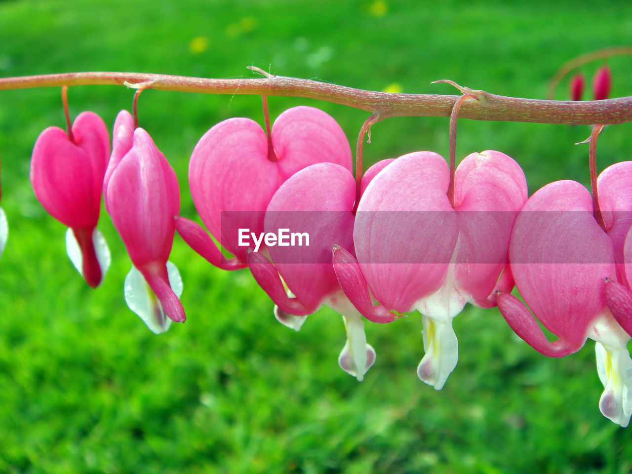 CLOSE-UP OF PINK FLOWERING PLANTS