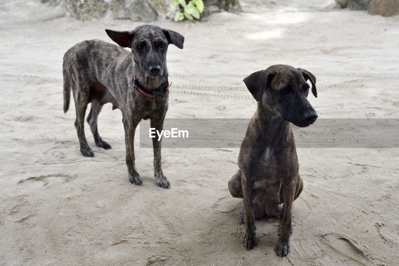 animal themes, animal, mammal, pet, dog, domestic animals, canine, group of animals, two animals, portrait, nature, no people, day, carnivore, land, outdoors, galgo español, animal sports, looking at camera, black