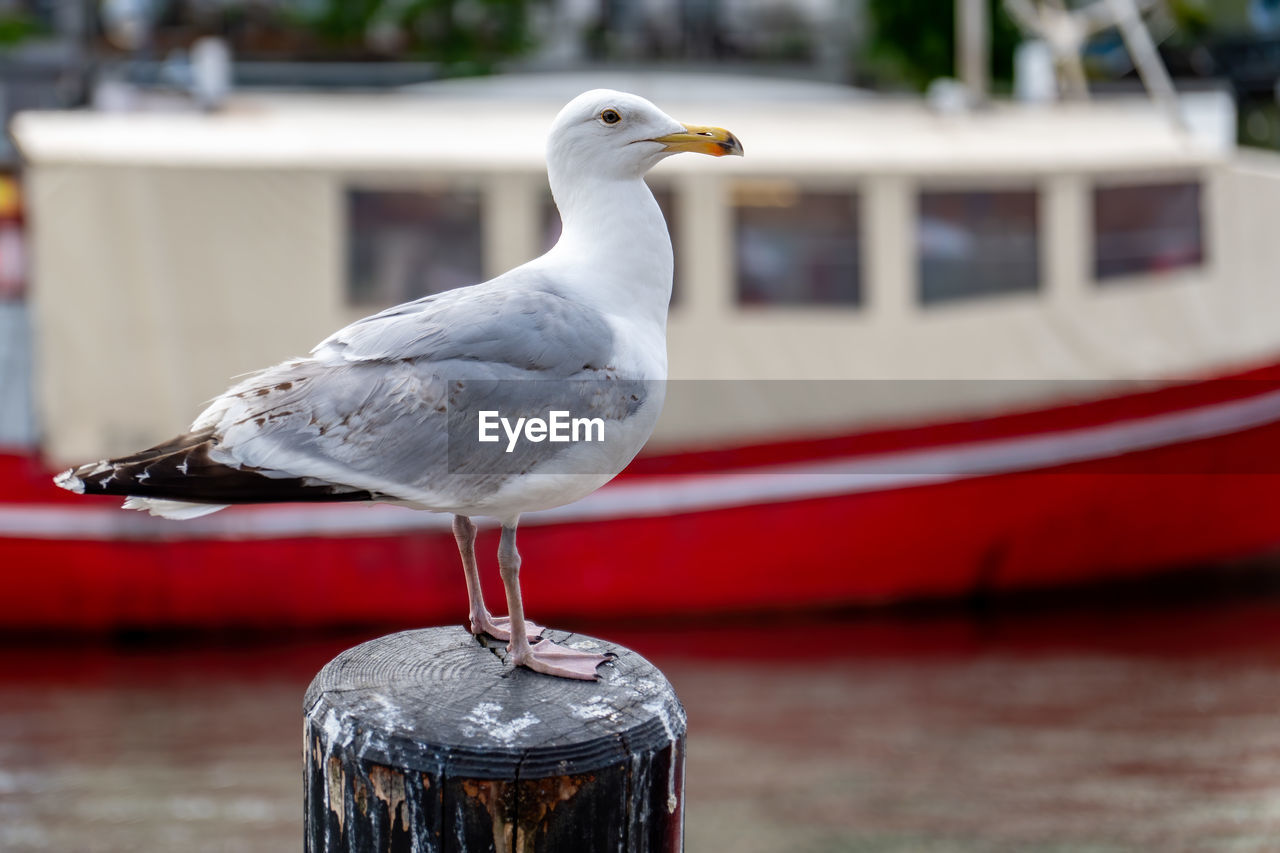 bird, animal themes, animal, animal wildlife, wildlife, one animal, water, gull, focus on foreground, seagull, european herring gull, no people, day, nature, nautical vessel, seabird, perching, outdoors, sea, architecture