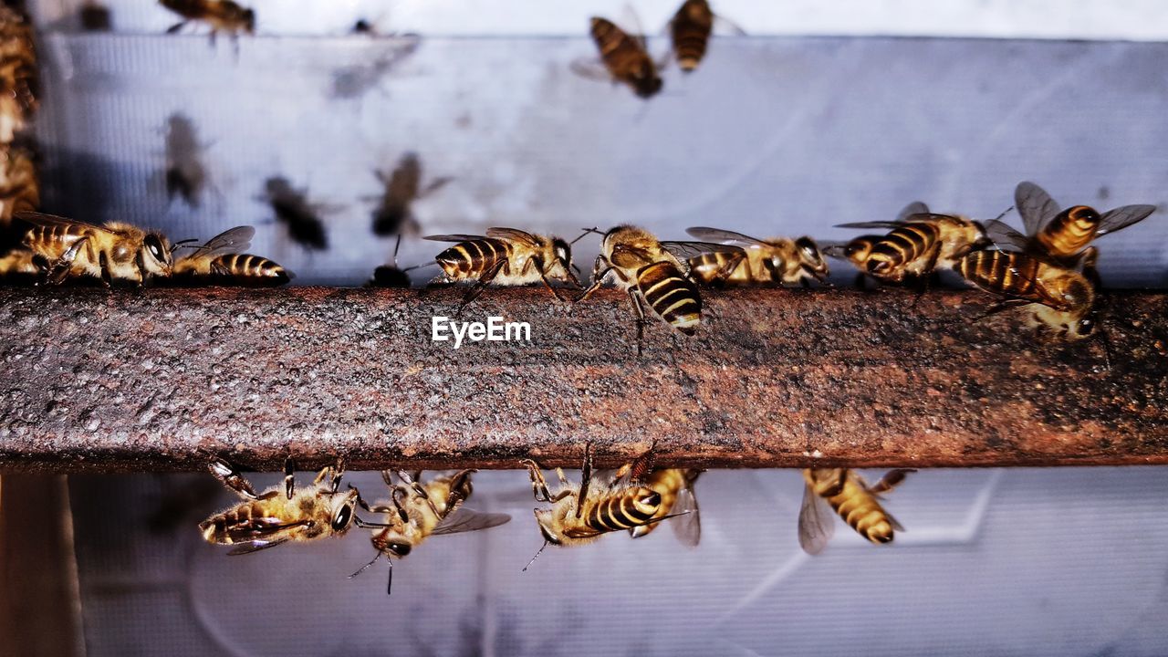 Close-up of bunch of bees on rusty steel