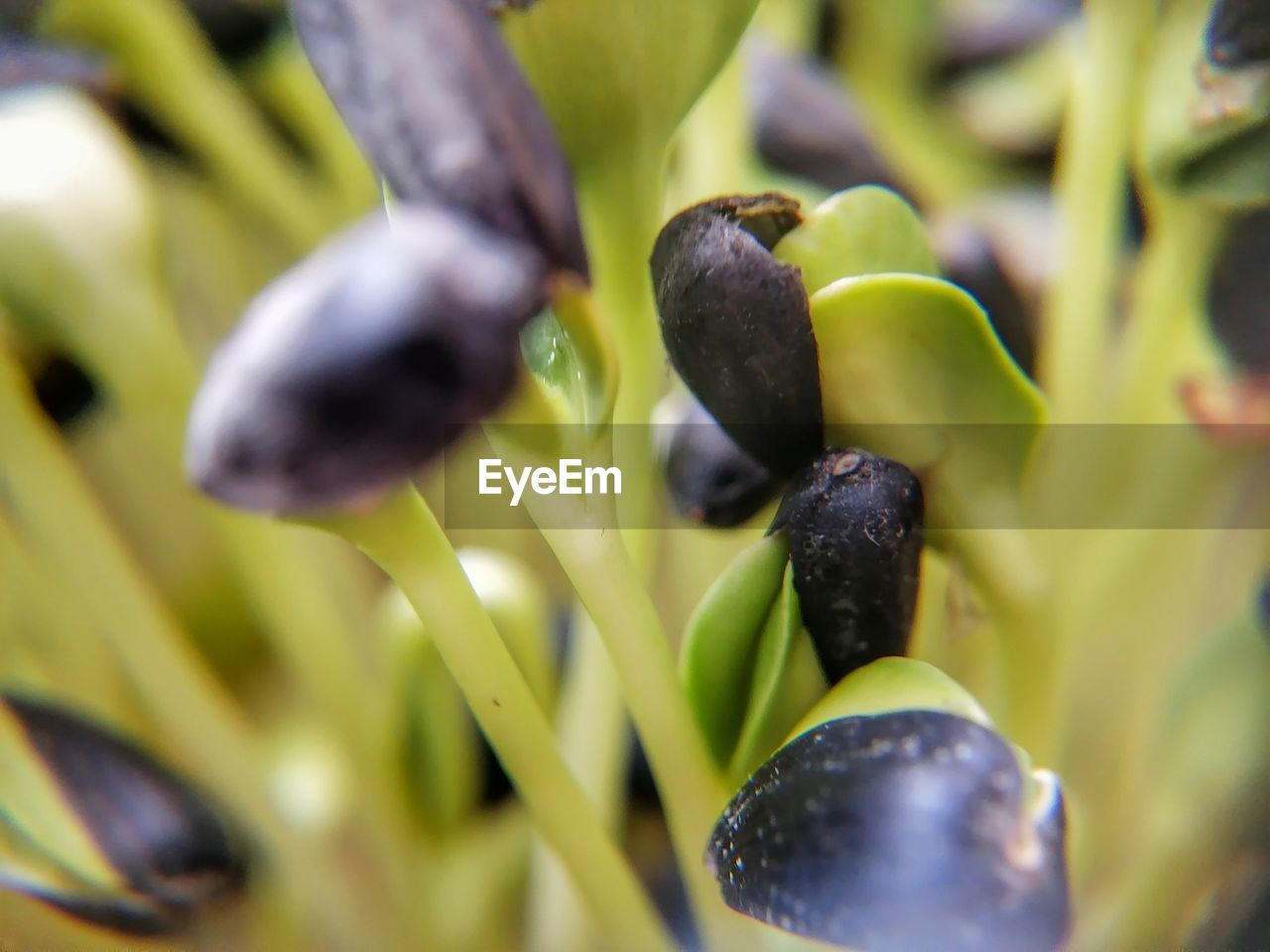 close-up of fruits on plant