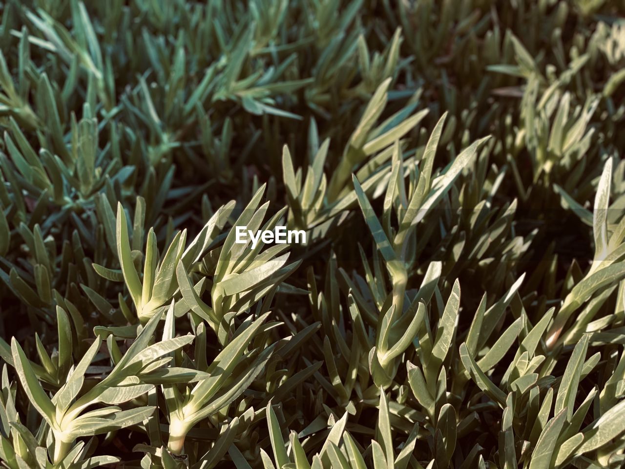 grass, plant, growth, nature, flower, leaf, no people, backgrounds, full frame, food and drink, food, close-up, tree, beauty in nature, green, lawn, plant part, land, agriculture, field, day, freshness, branch, outdoors, shrub, crop