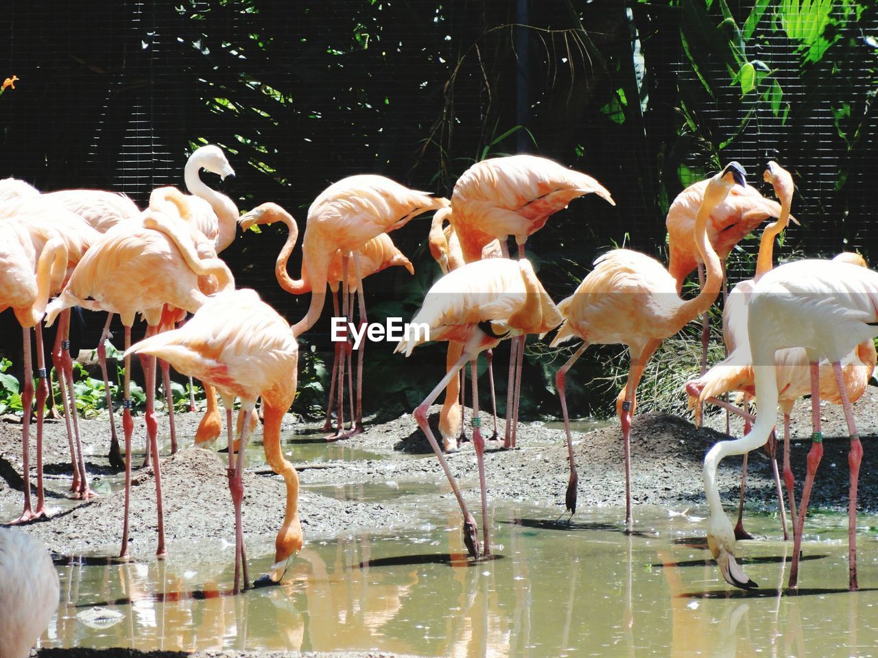 Close-up of flamingos at lakeside