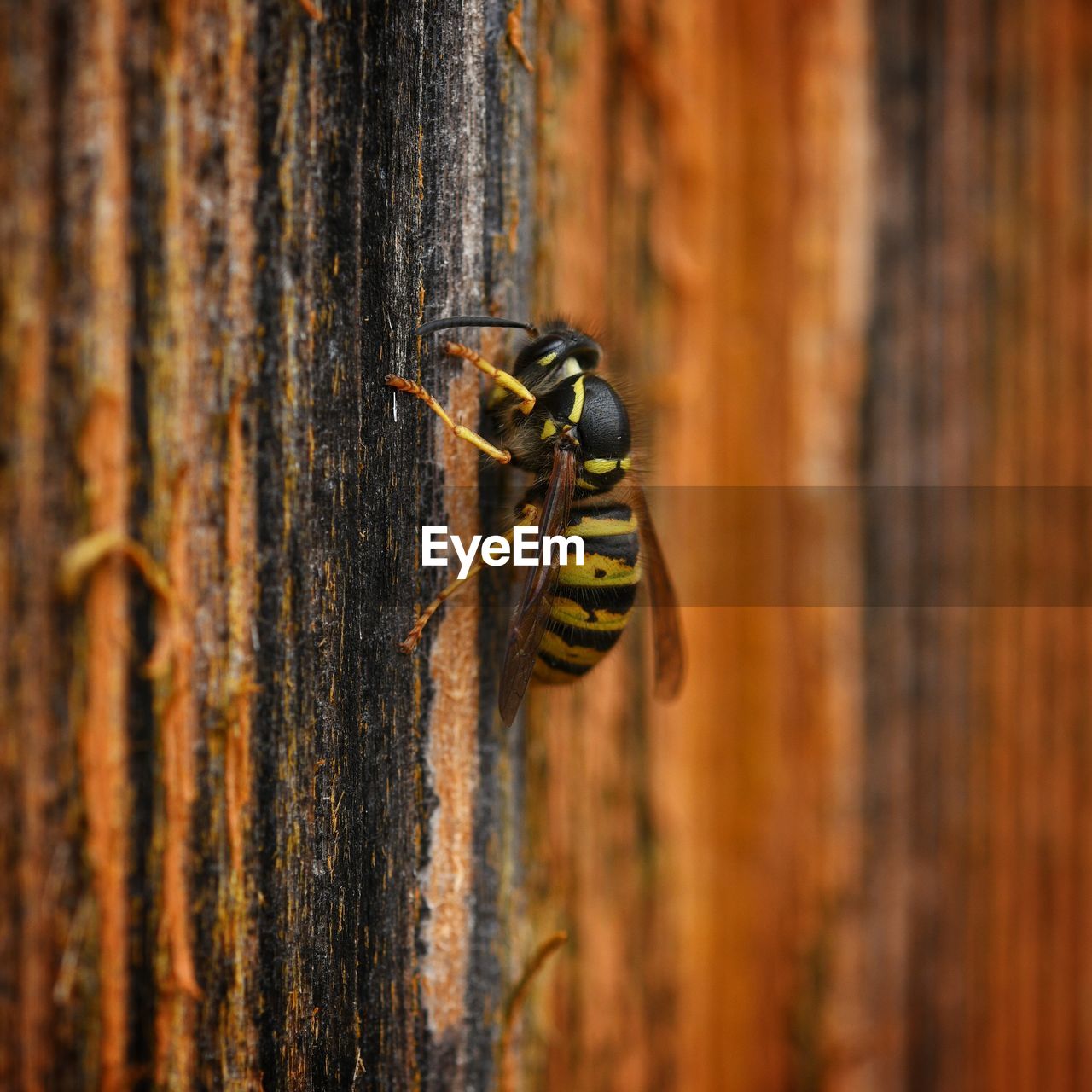 CLOSE-UP OF INSECT ON WOOD