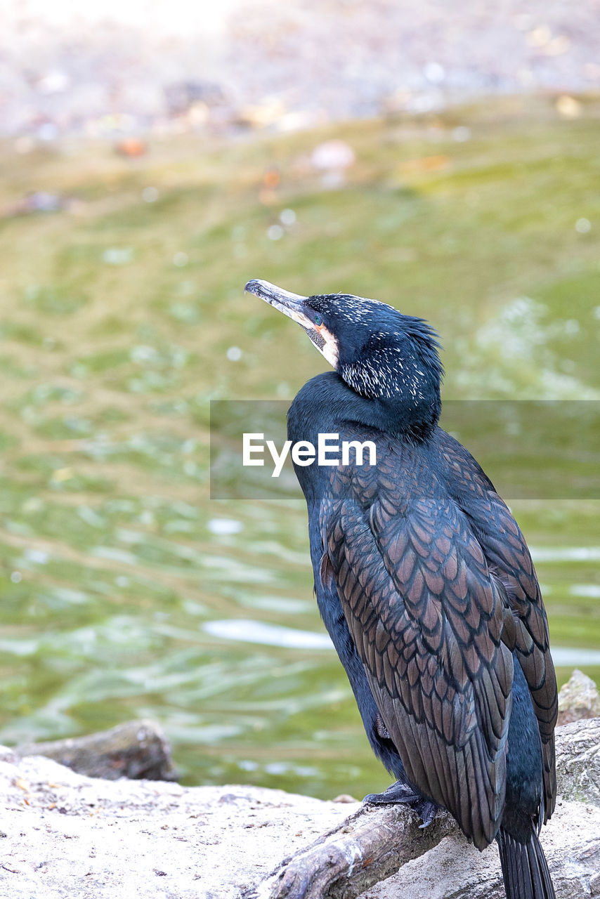 animal themes, animal, bird, animal wildlife, wildlife, one animal, beak, water, nature, cormorant, perching, no people, full length, black, day, outdoors, rock, focus on foreground, lake, side view, beauty in nature