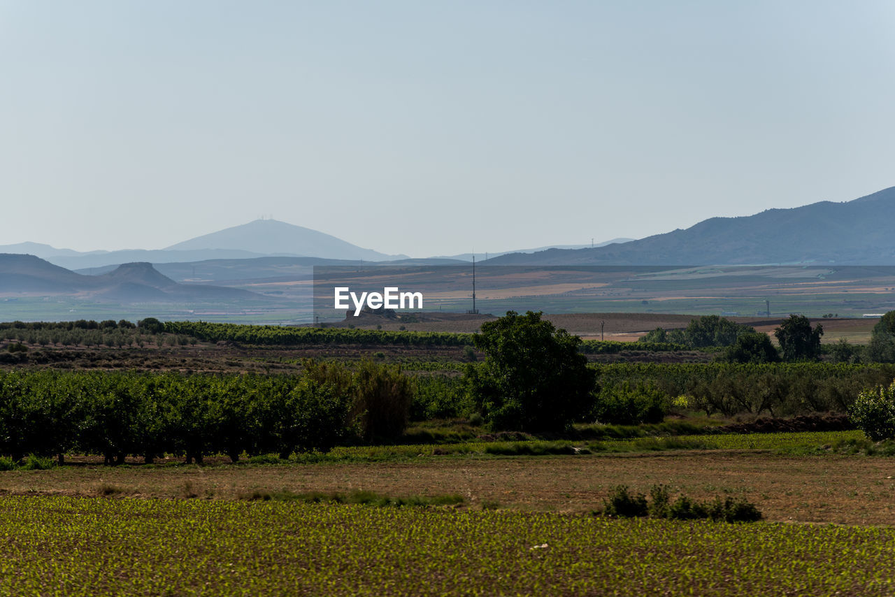 Scenic view of field against clear sky