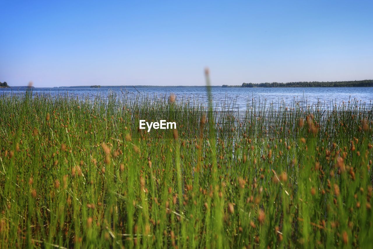 PLANTS GROWING ON LAND AGAINST SEA