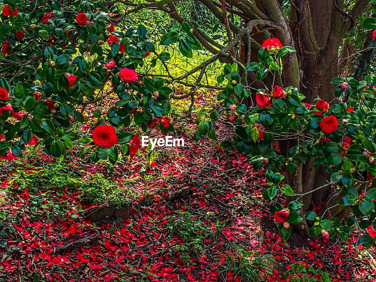 RED FLOWERS GROWING ON TREE