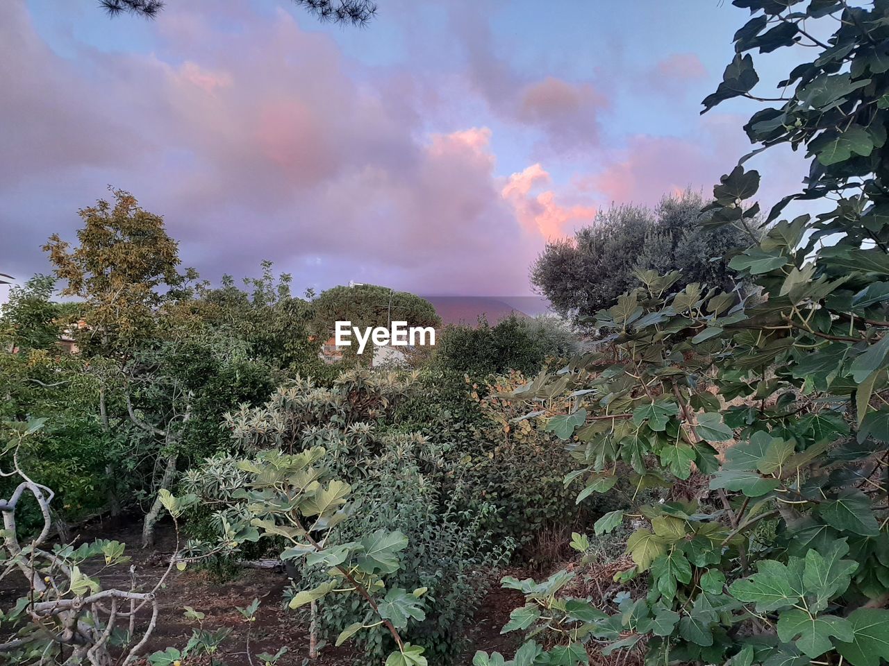 LOW ANGLE VIEW OF PLANTS AGAINST SKY DURING SUNSET