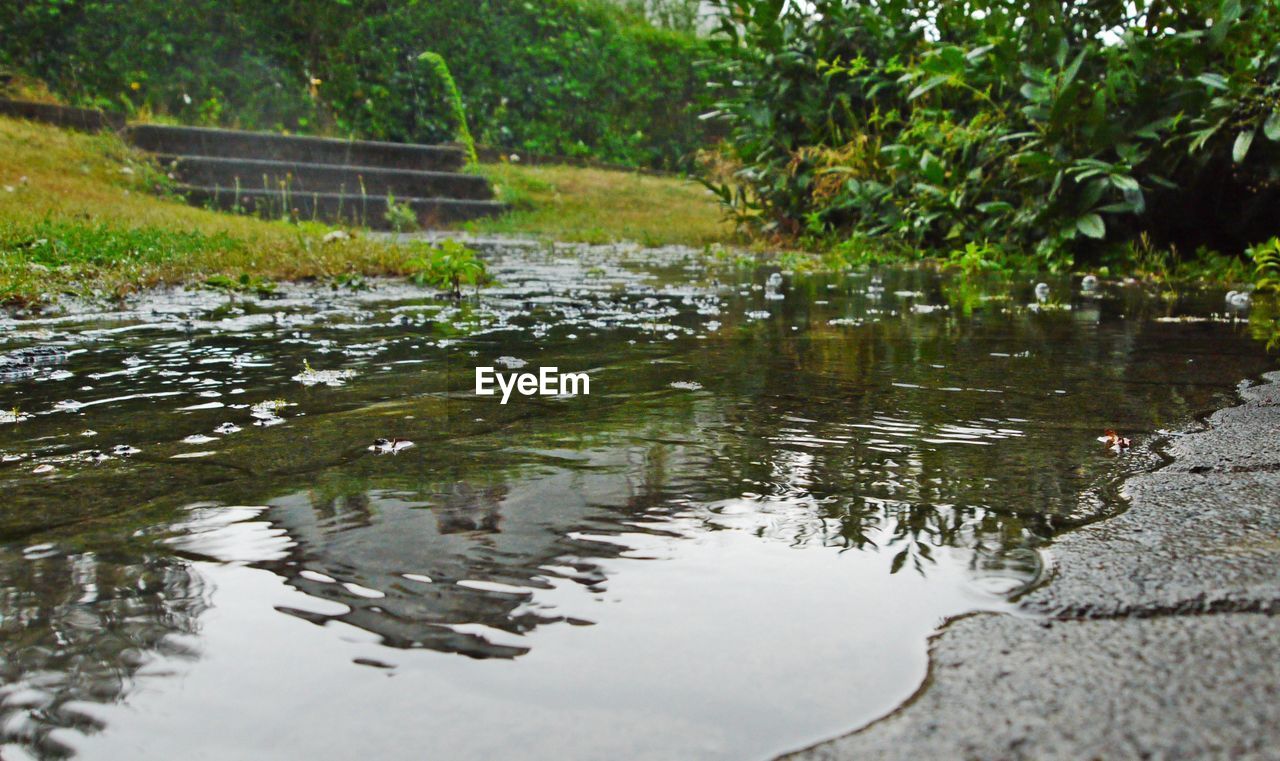 SCENIC VIEW OF TREES AND WATER