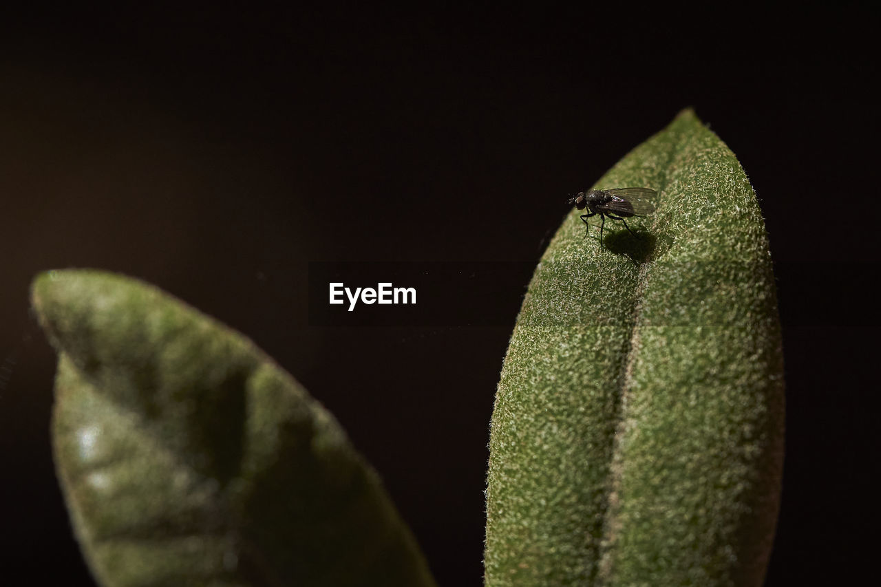 CLOSE-UP OF LEAF OVER BLACK BACKGROUND