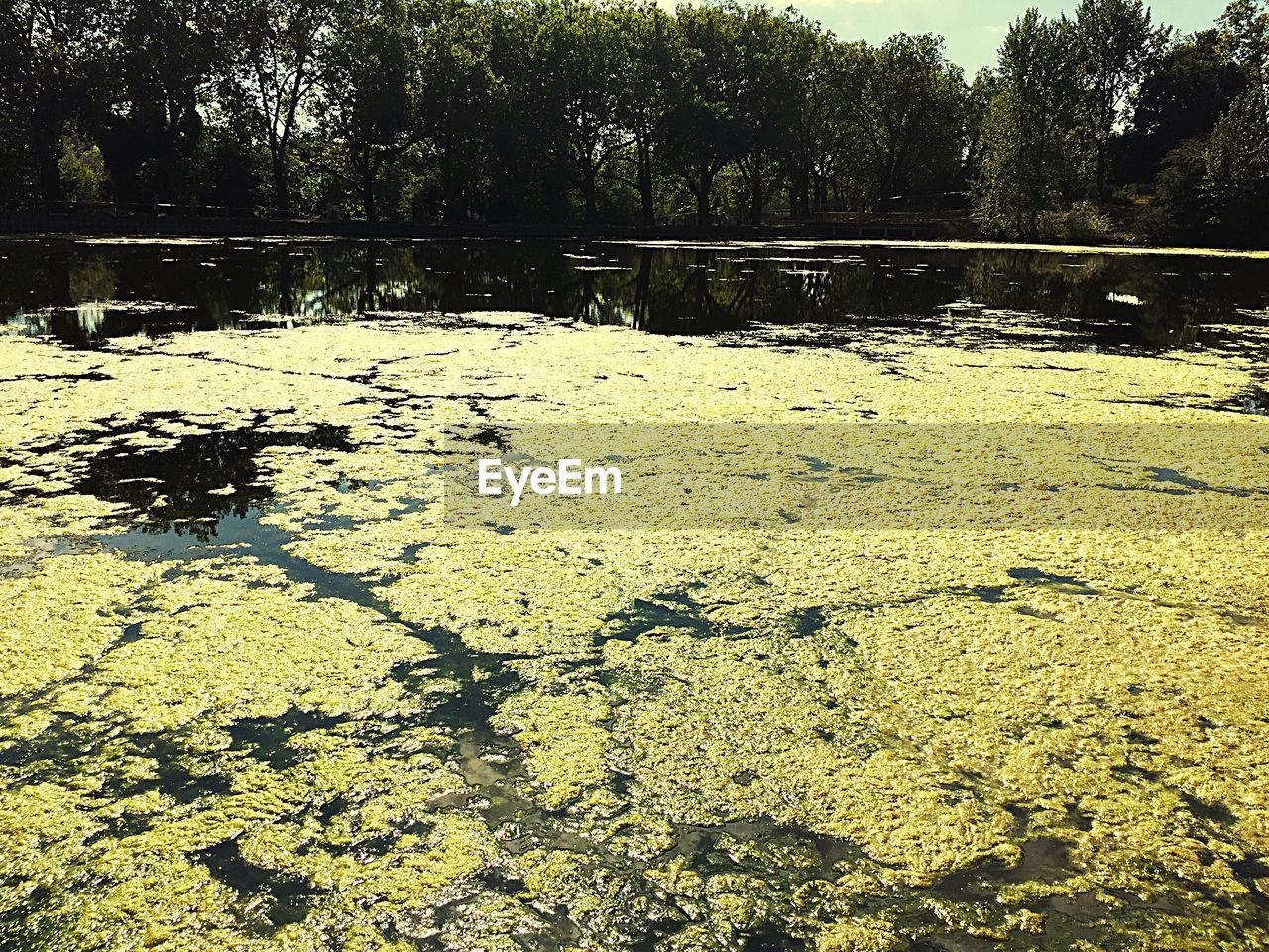 VIEW OF TREES IN WATER