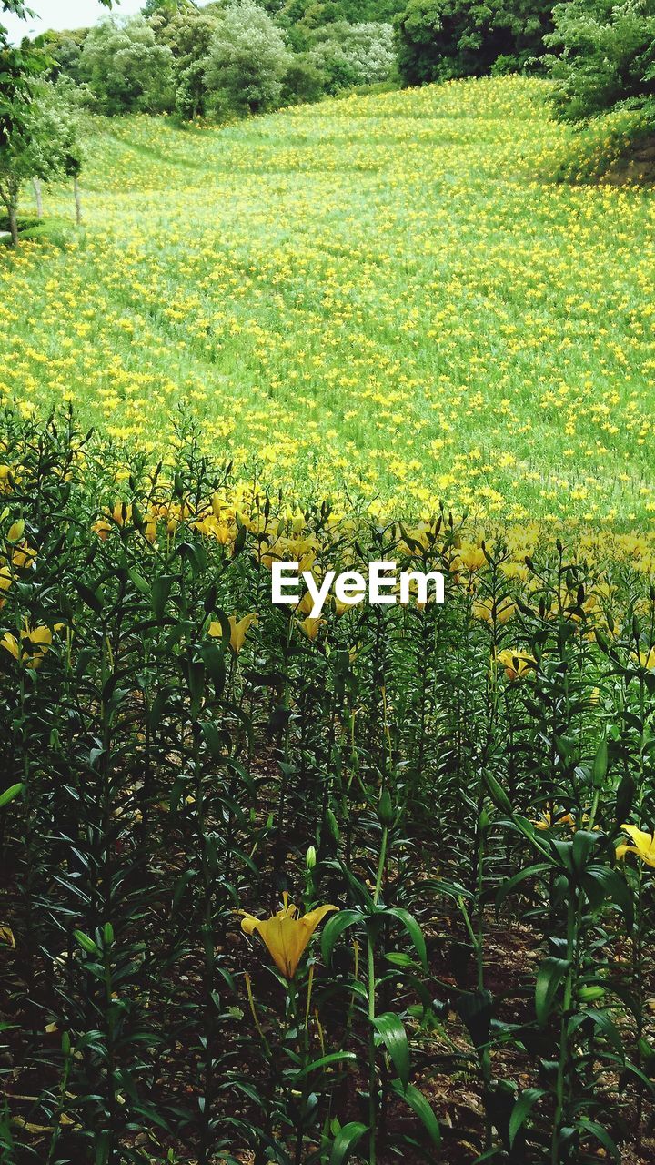 YELLOW FLOWERS GROWING ON FIELD