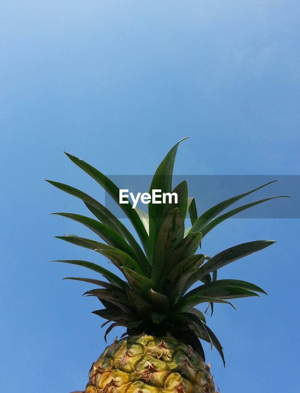 Low angle view of pineapple leaves against blue sky