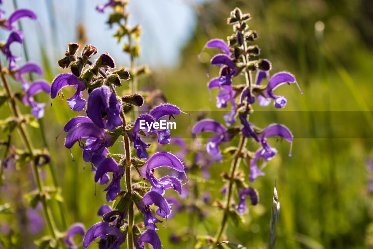 Close-up of purple flowering meadow sage, salvia pratensis