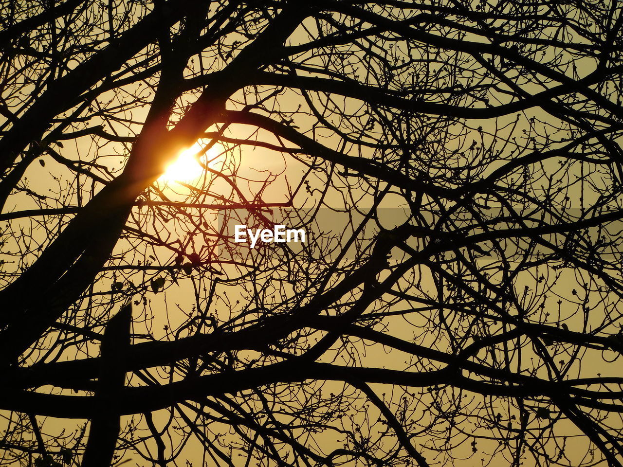 LOW ANGLE VIEW OF SILHOUETTE BARE TREE AGAINST SKY