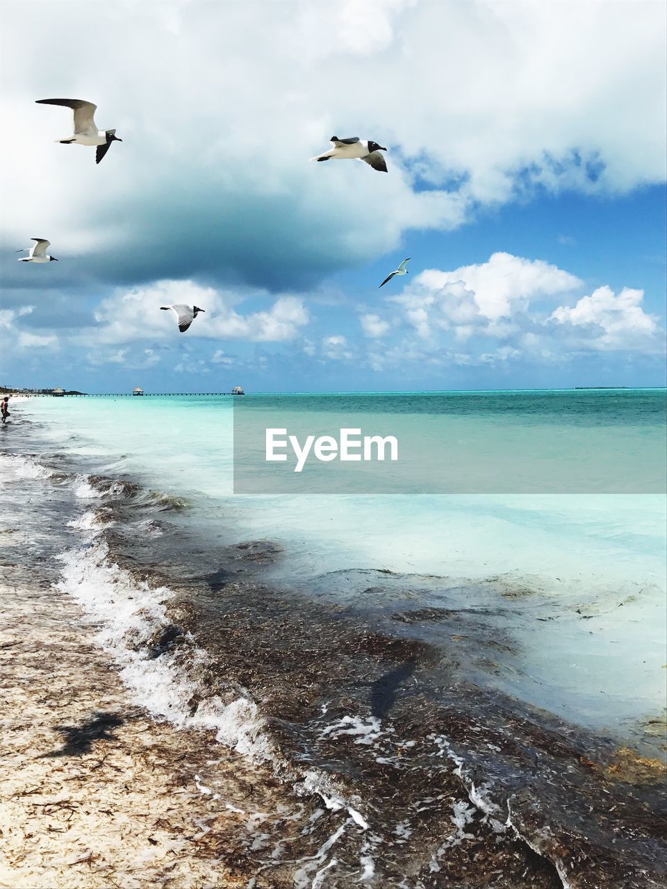 SEAGULLS FLYING OVER SEA