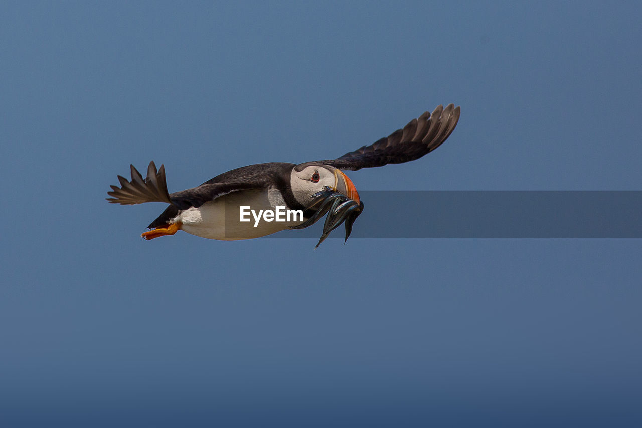 Puffin holding fish while flying against clear sky