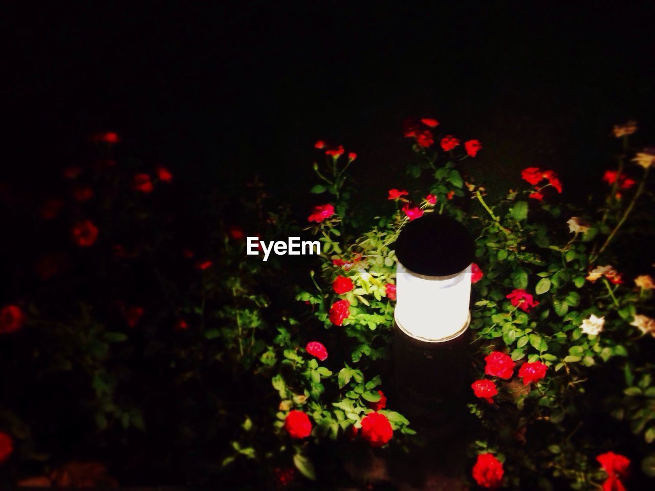 Close-up of flowers and leaves in the dark