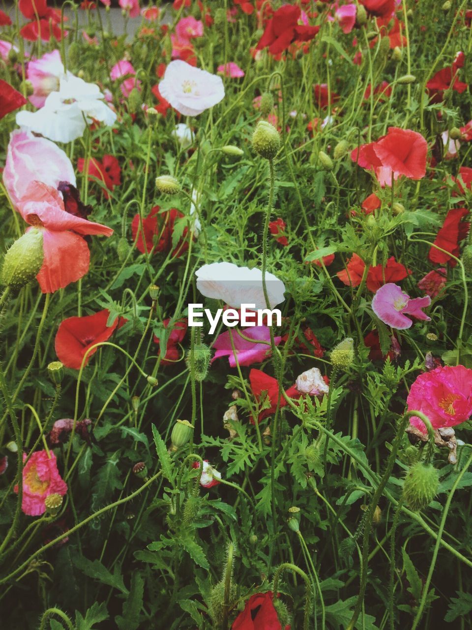 CLOSE-UP OF RED FLOWERS BLOOMING IN PARK