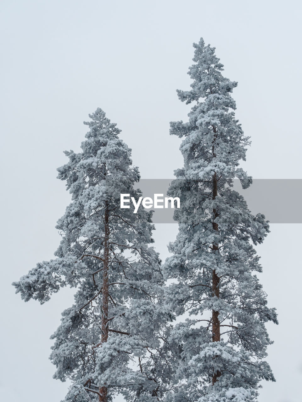 Snow covered trees in finland.