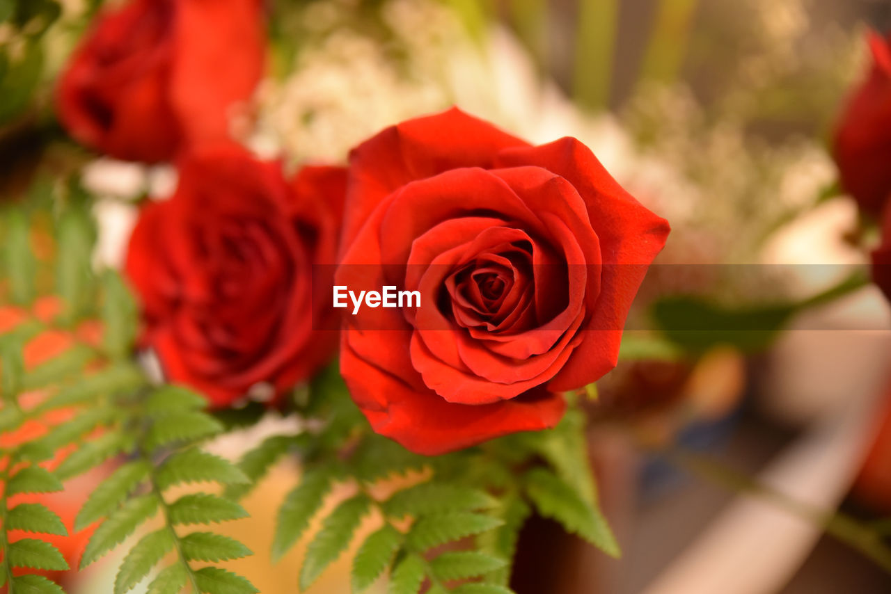 CLOSE-UP OF RED ROSES