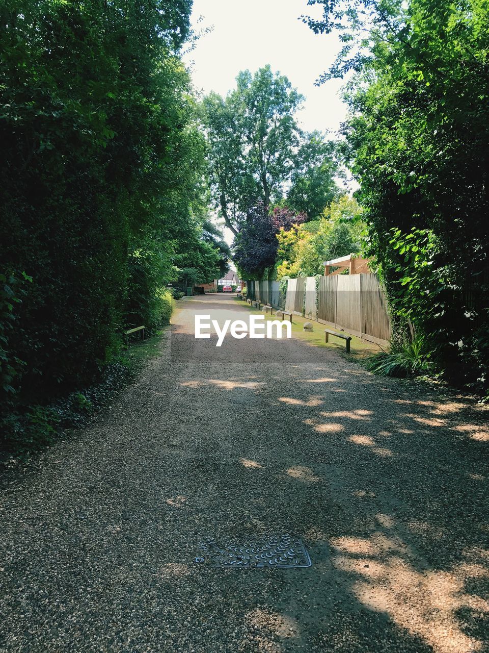 ROAD BY TREES