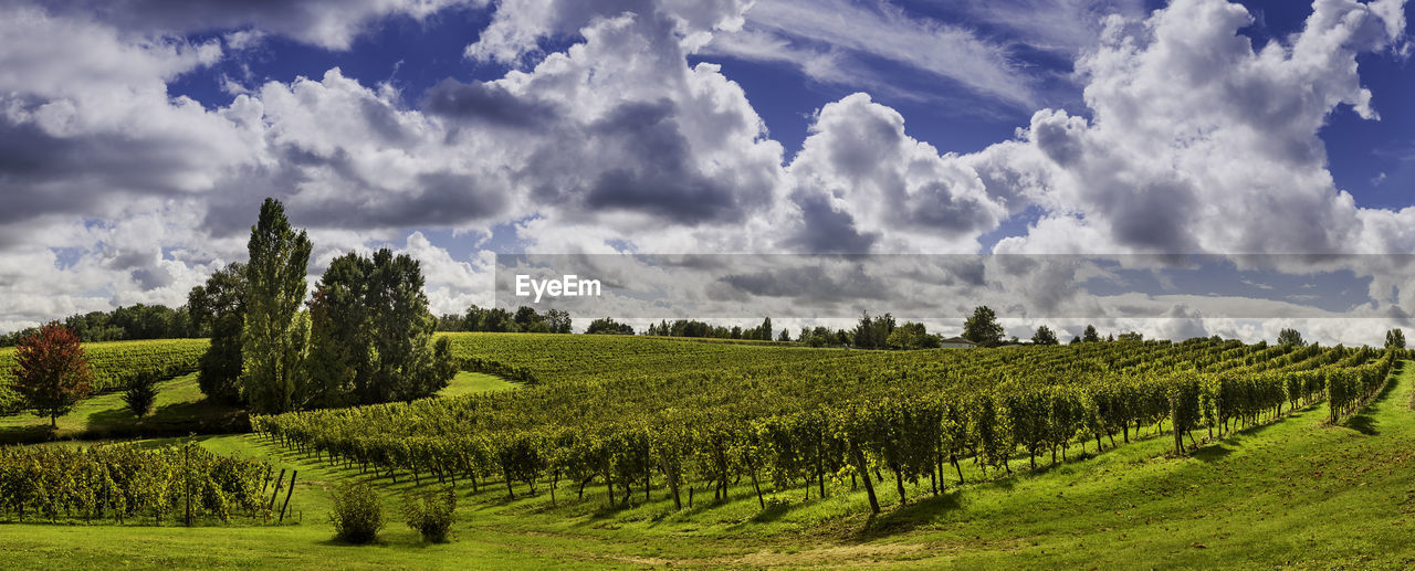 PANORAMIC SHOT OF FARM AGAINST SKY