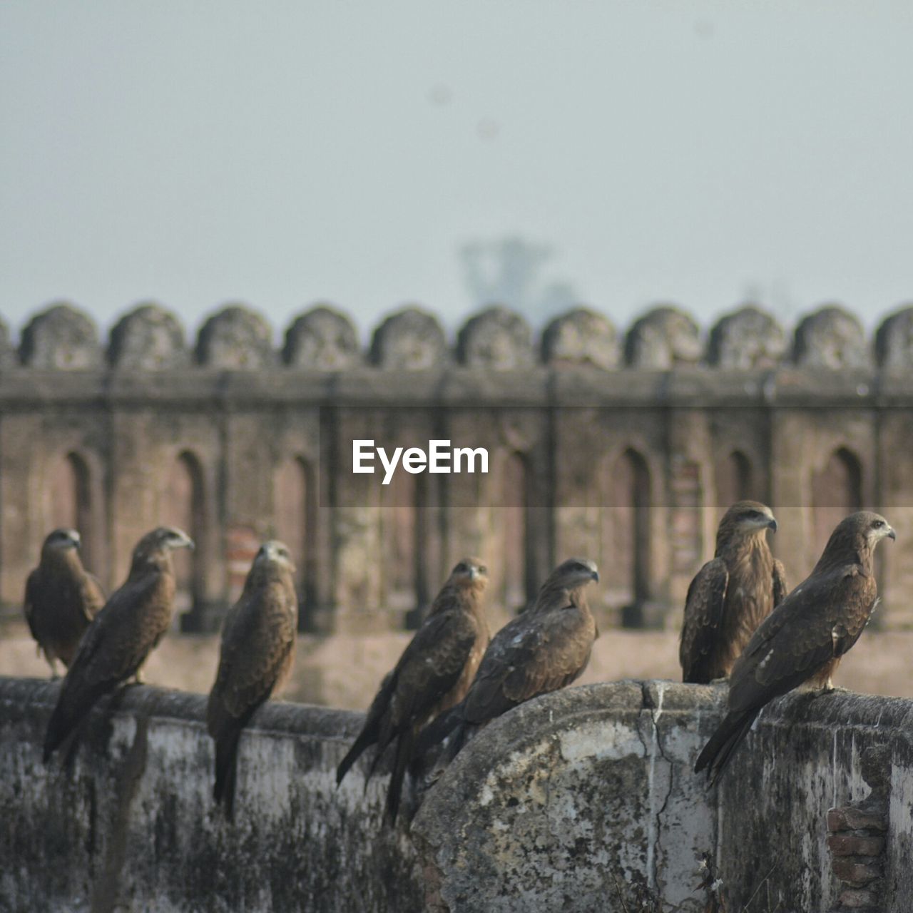 CLOSE-UP OF BIRDS ON BUILT STRUCTURE