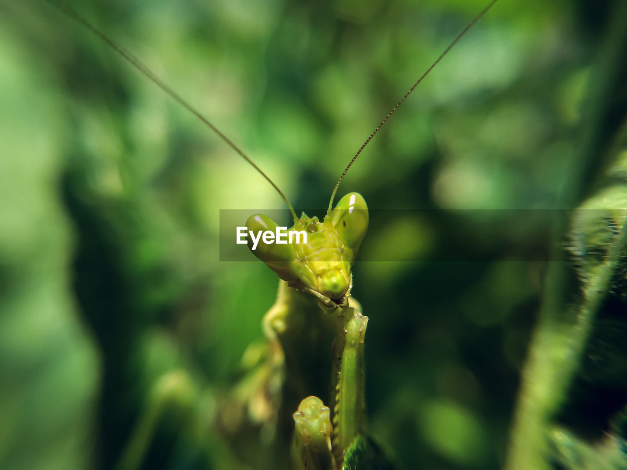 Close-up of insect on leaf