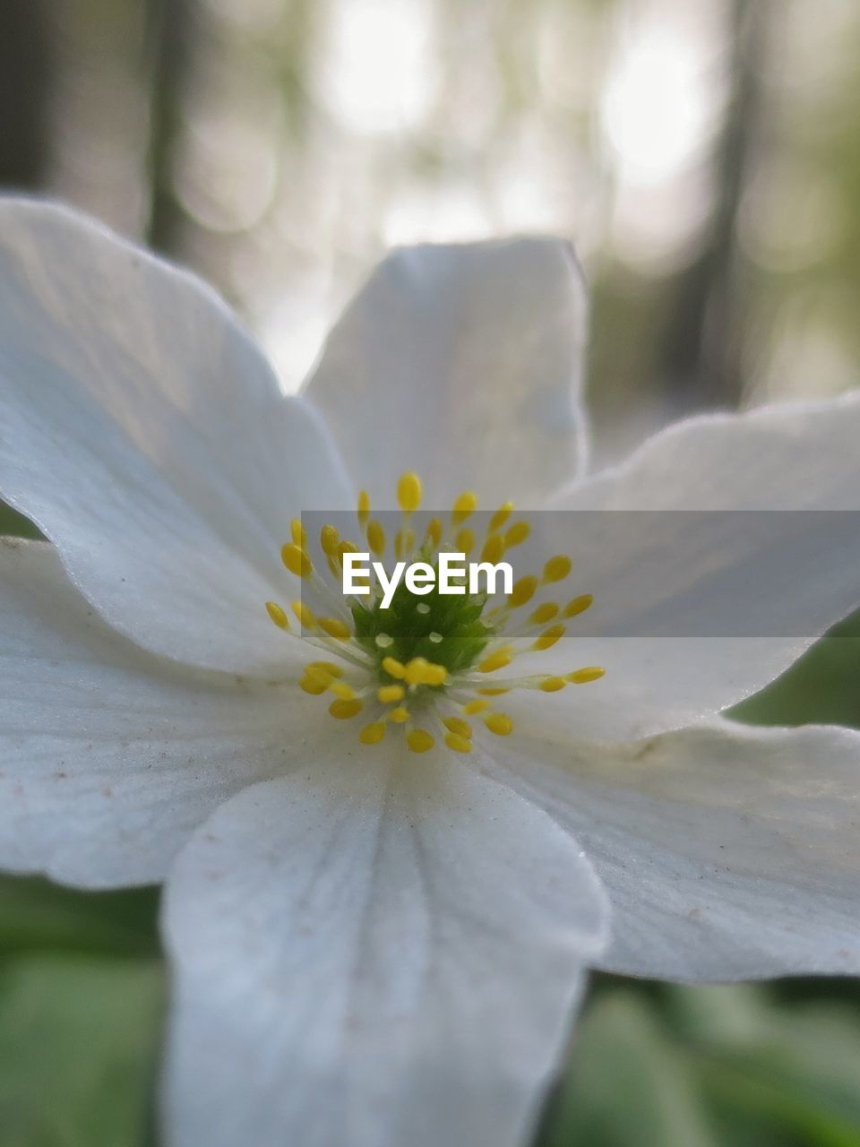 CLOSE-UP OF YELLOW FLOWER OUTDOORS