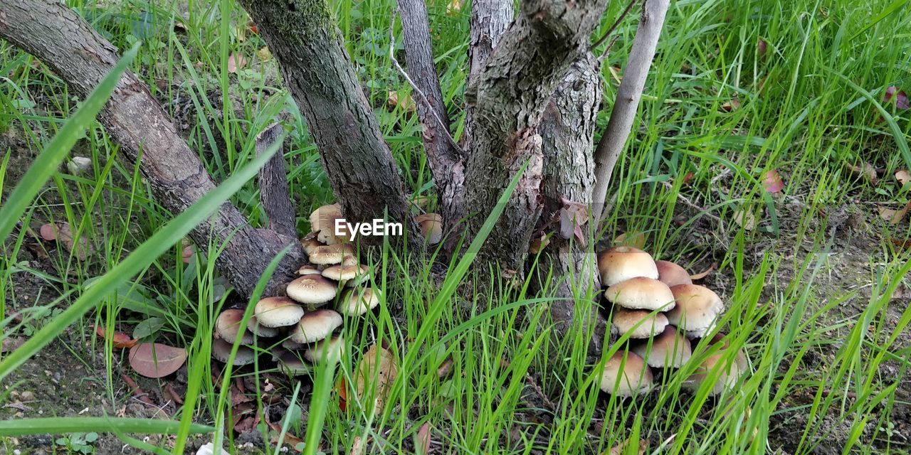 plant, growth, land, woodland, grass, mushroom, fungus, nature, field, forest, no people, day, natural environment, green, tree, toadstool, vegetable, high angle view, food, beauty in nature, penny bun, flower, outdoors, tranquility, close-up, edible mushroom, freshness, agaricaceae