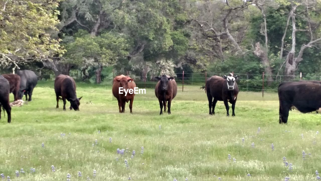 Cows grazing on grassy field